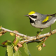 A Golden-winged Warbler.